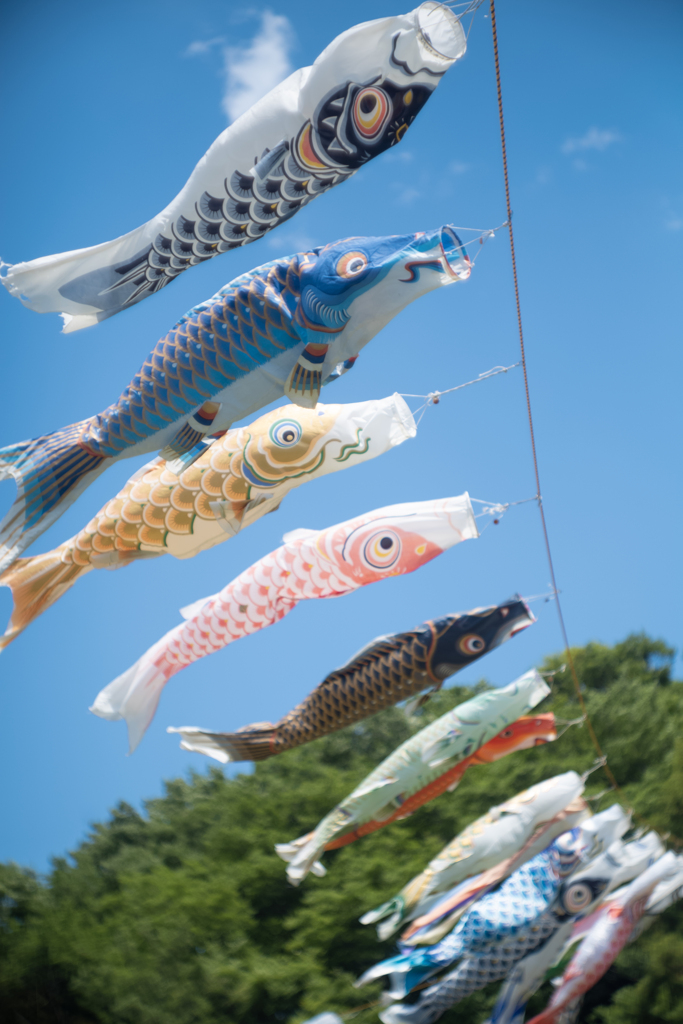日本の日常　泳ぐ鯉