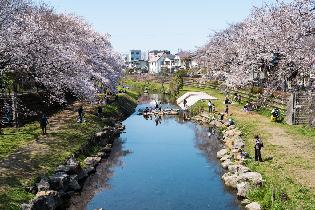 日本の日常　春を見つけて