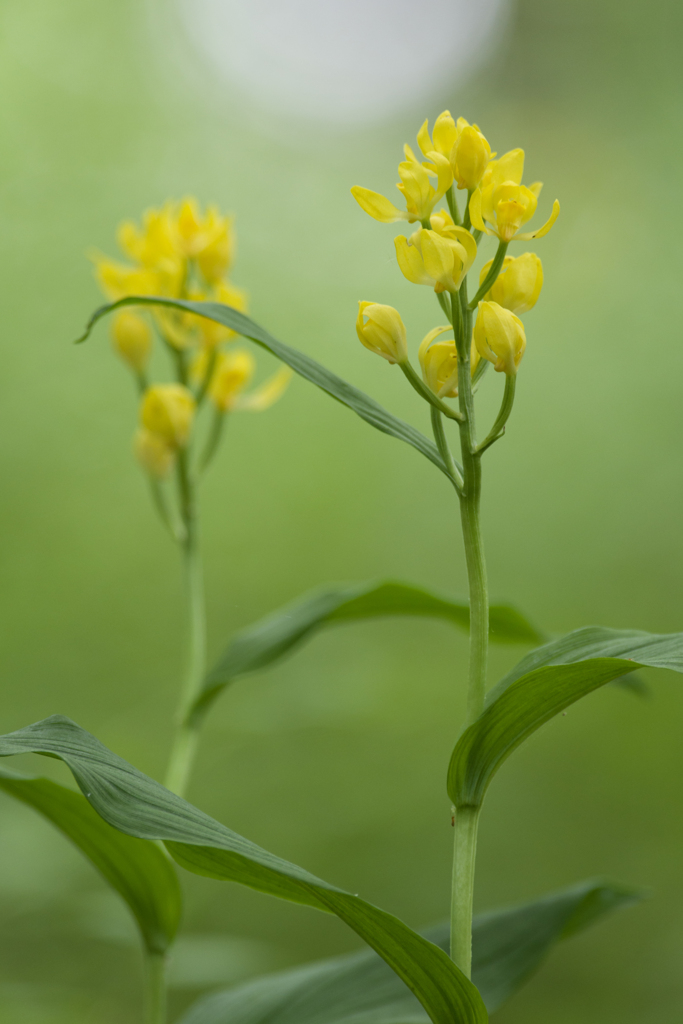 日本の日常　キンラン
