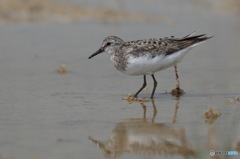 シギ・チドリ系