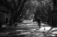 秋のプラタナス並木にて