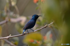 ムラサキタイヨウチョウ