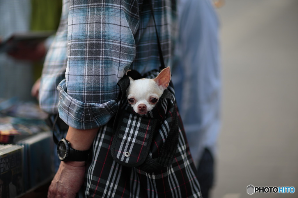 僕はここだよ！