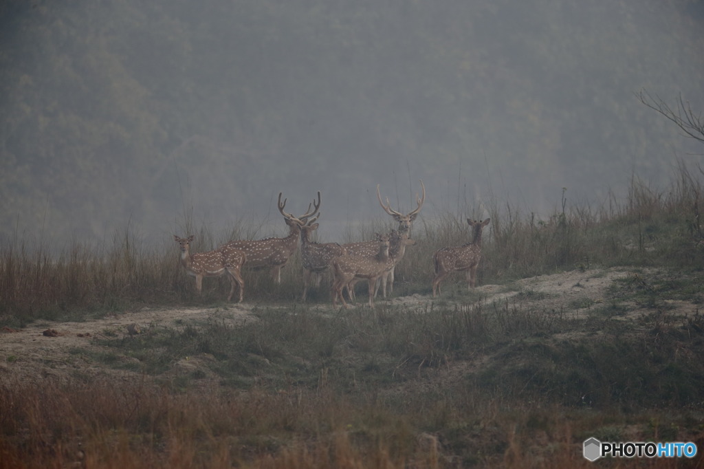 In Nepal