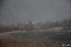 In Nepal