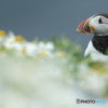 ニシツノメドリ　Puffin