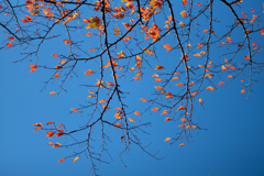 日本の日常　秋の補色