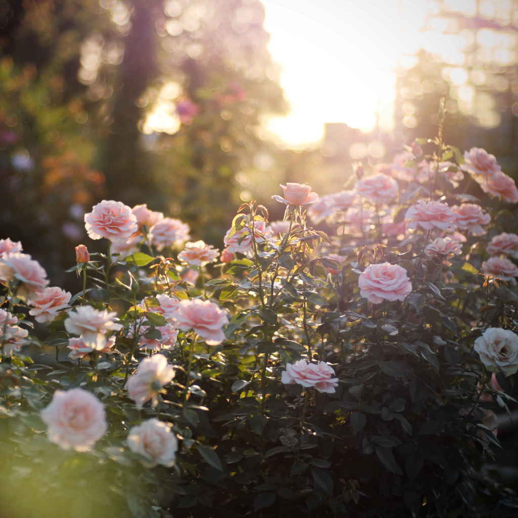 日本の日常　薔薇の笑顔