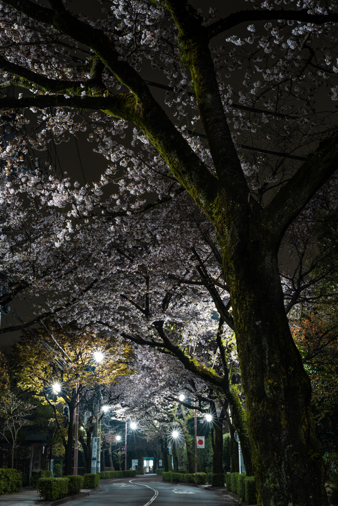 日本の日常　大樹桜