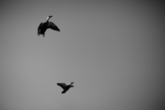 日本の日常　今日も移動