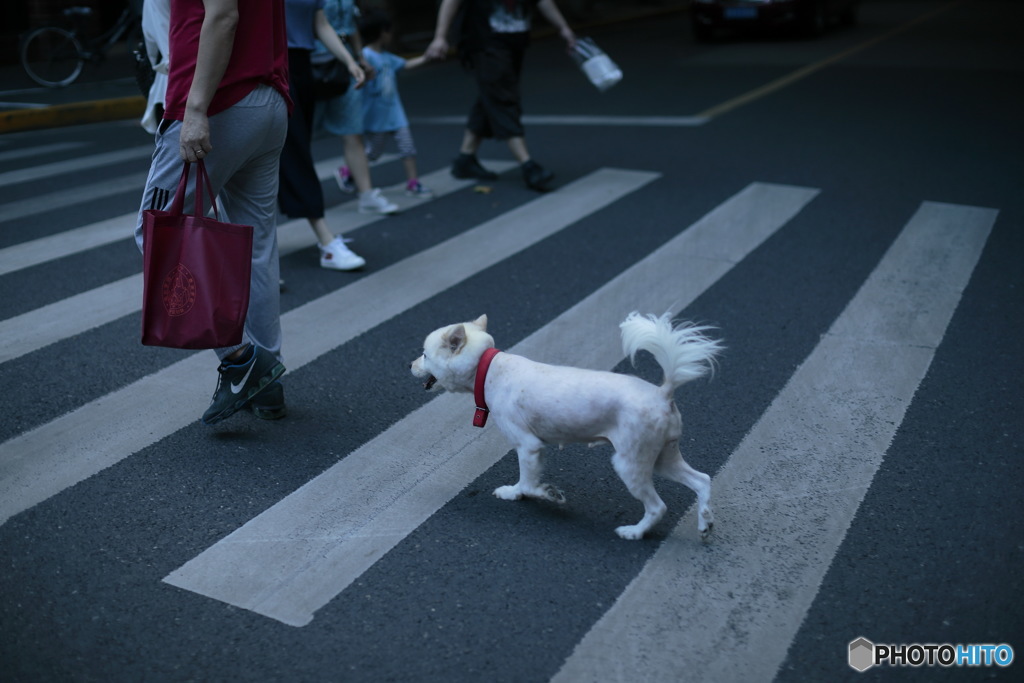 In Shanghai　上海の日常　刈りすぎ…