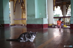 In Myanmar　ハンサムな猫