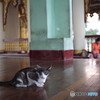 In Myanmar　ハンサムな猫