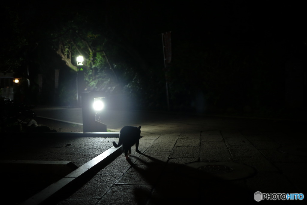 In Japan　江ノ島の夜