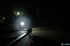 In Japan　江ノ島の夜