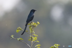 カザリオウチュウ？