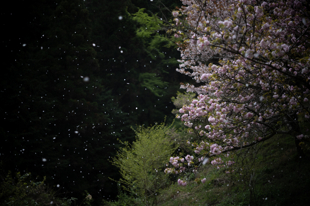 日本の日常　桜吹雪