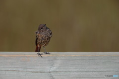 クロジョウビタキ