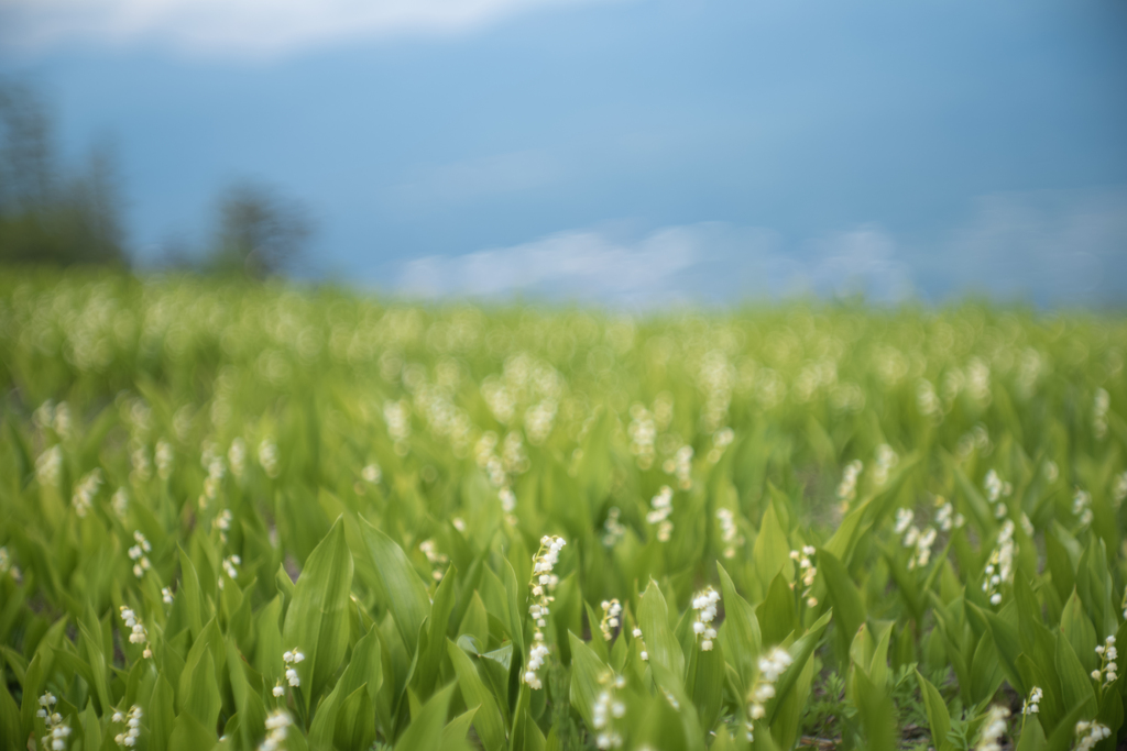 日本の日常　スズラン畑