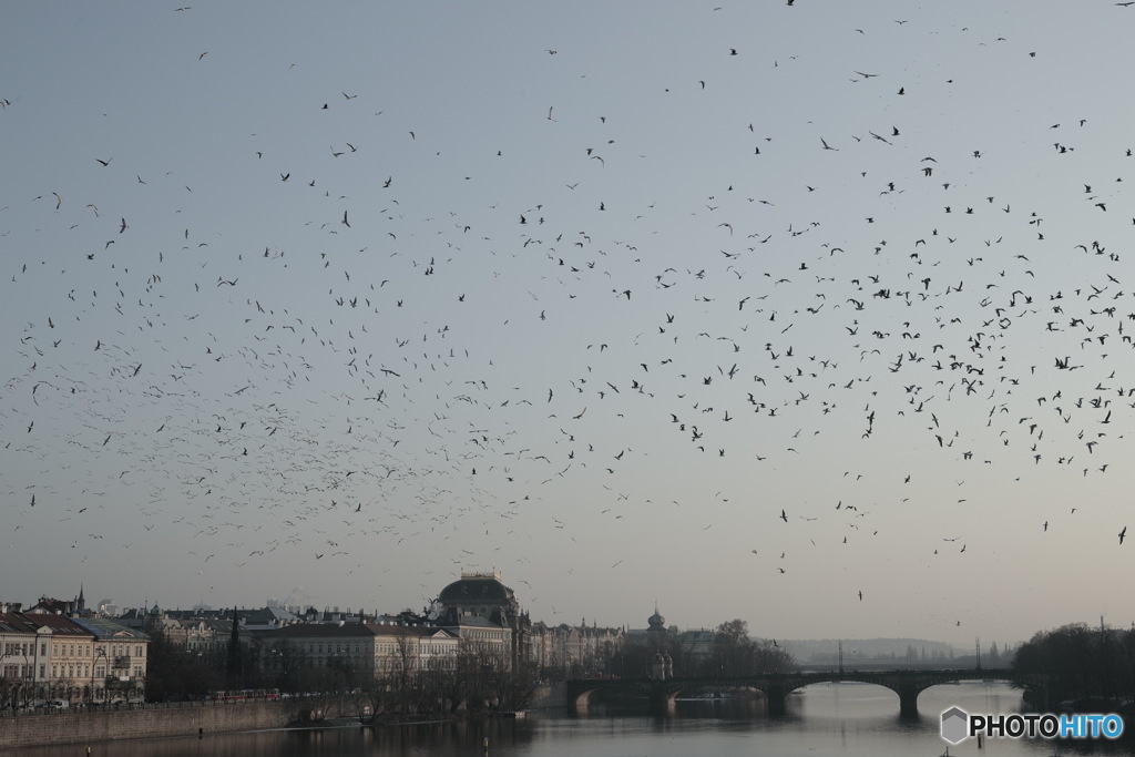 In Czech　チェコの日常　黄昏時のカレル橋から