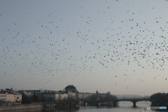In Czech　チェコの日常　黄昏時のカレル橋から
