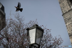 In Czech　チェコの日常