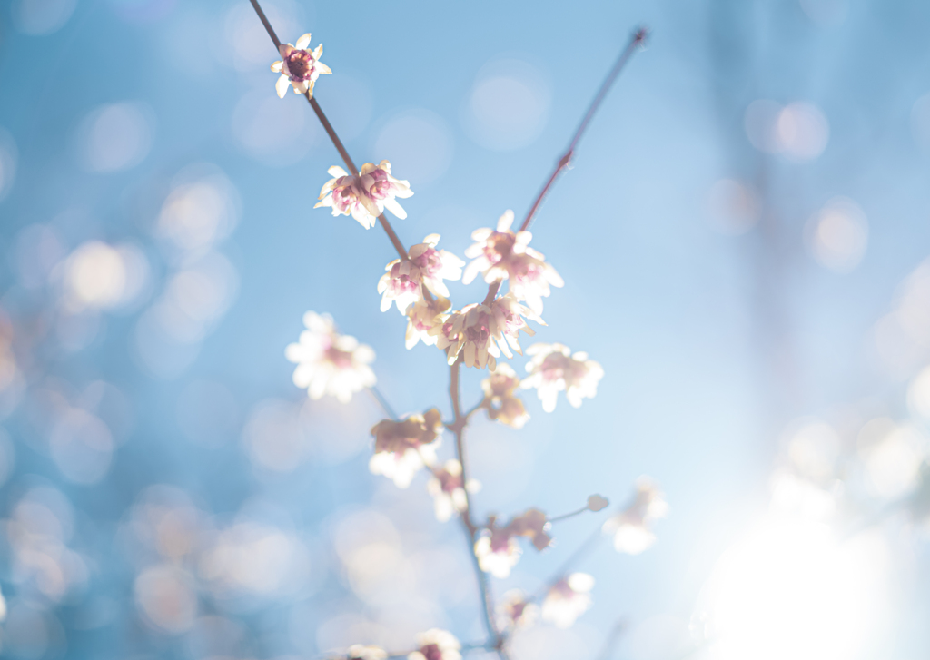 日本の日常　Winter sweet