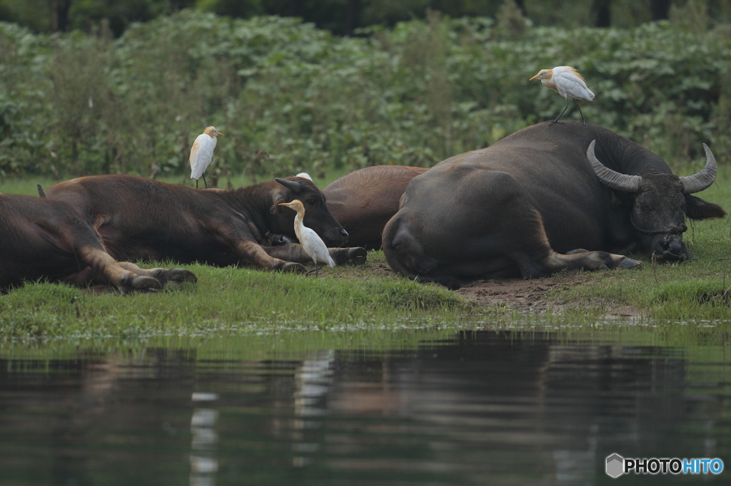 アマサギと水牛