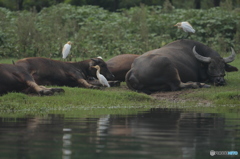 アマサギと水牛