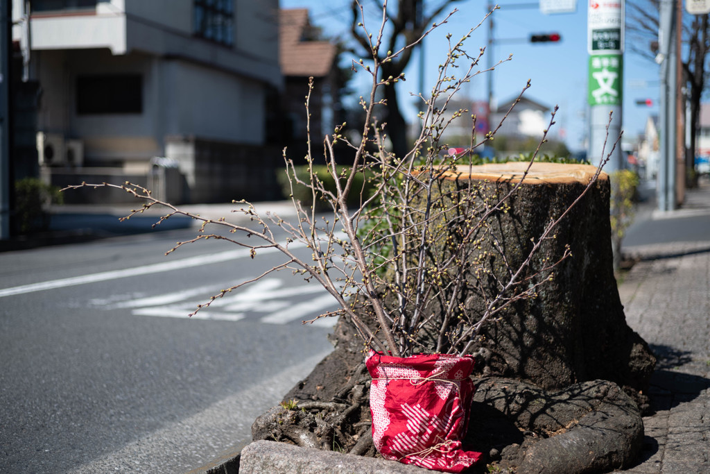 日本の日常　次世代に託す想い