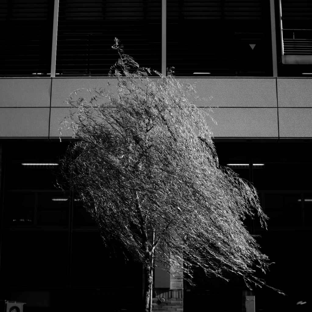 日本の日常　生きる