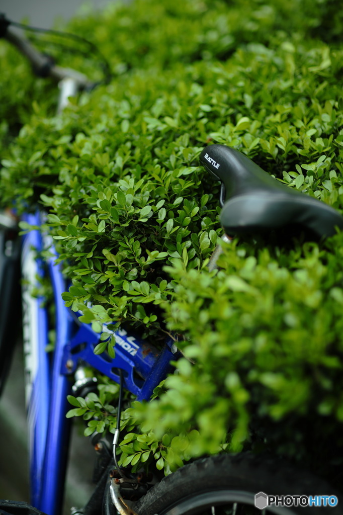 埋もれる自転車