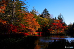 軽井沢雲場池④