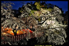 夜の前橋公園桜まつり①