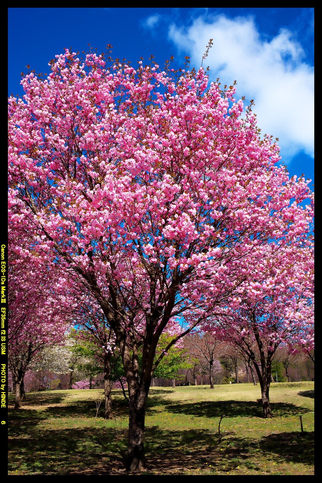 群馬の赤城南面千本桜③