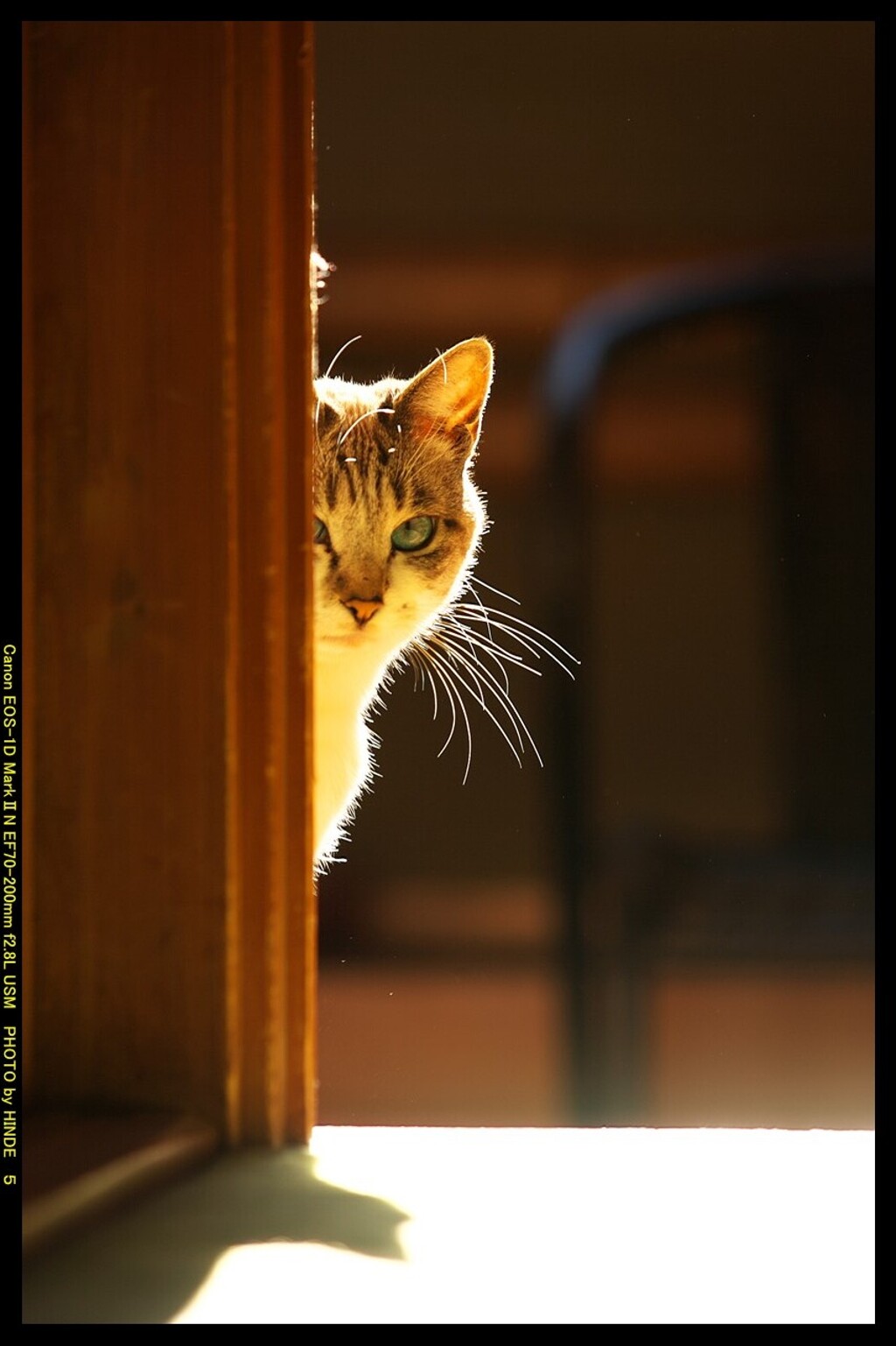 我が家の猫「しまの」①