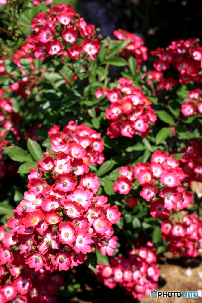 ５月の前橋敷島公園バラ園にて⑥