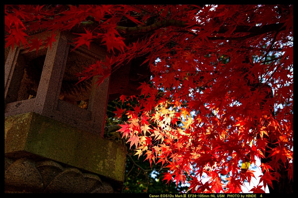 秋の少林山達磨寺にて④