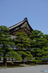 京都二条城と松