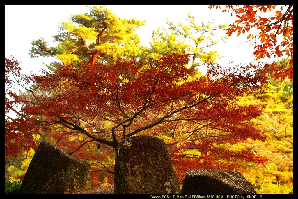 前橋の敷島公園松林にて②