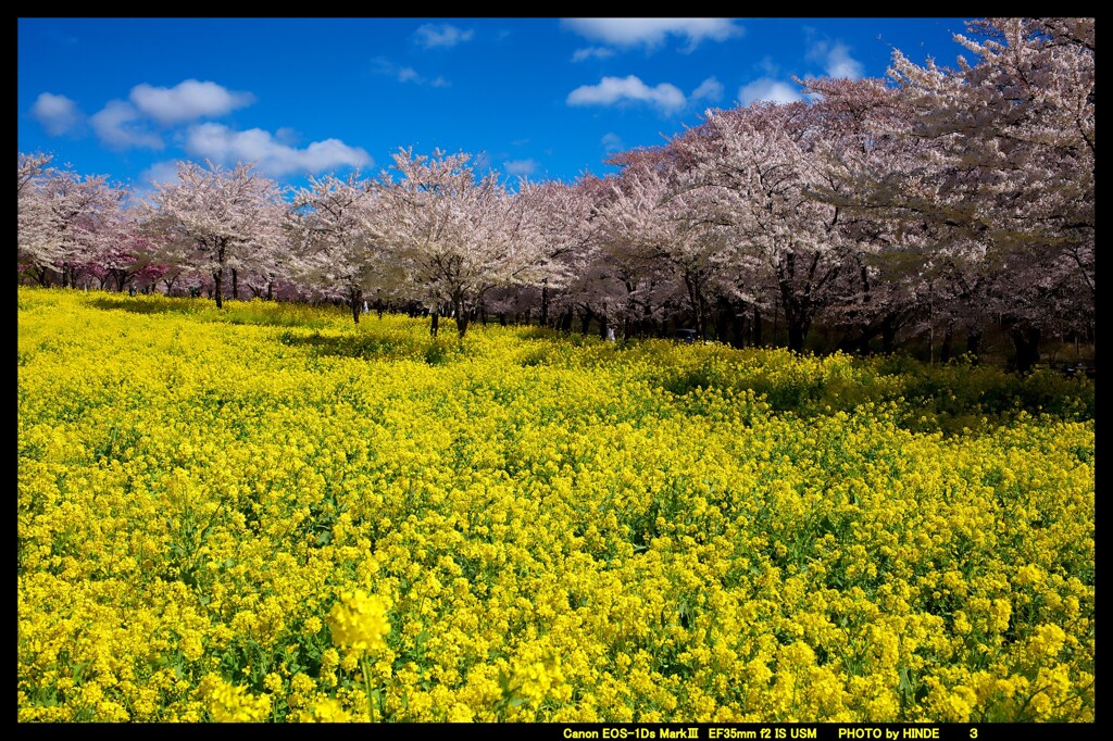 群馬の赤城南面千本桜②