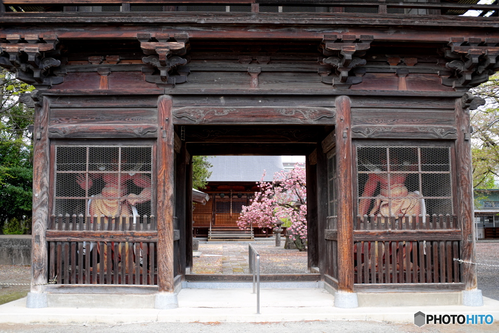 桜満開の日輪寺で①