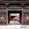 桜満開の日輪寺で①
