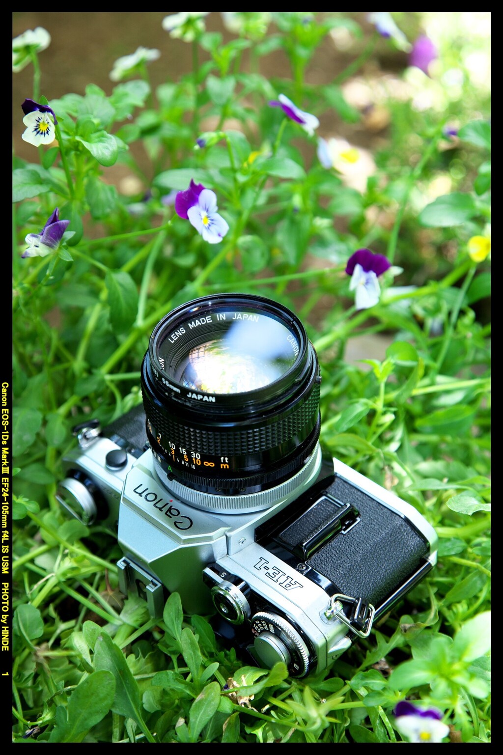 ひんでコレクション Canon AE-1 ③