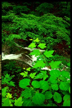 梅雨の碓氷にて①