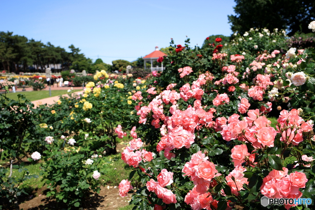 ５月の前橋敷島公園バラ園にて⑤
