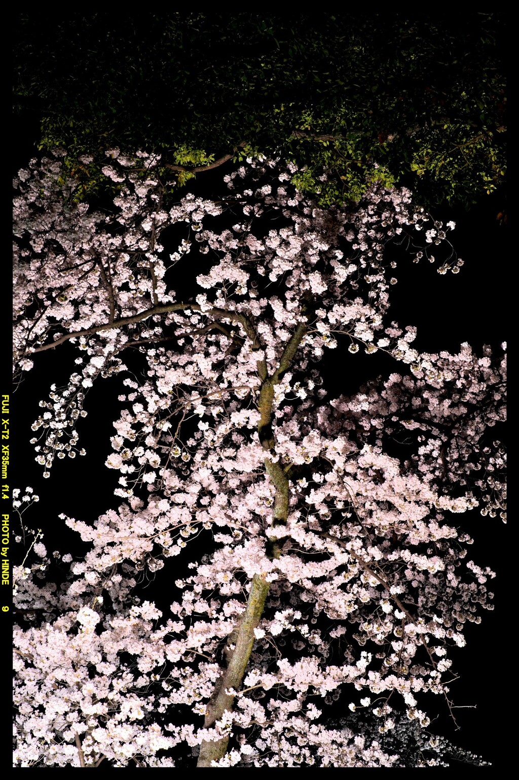 夜の前橋公園桜まつり④