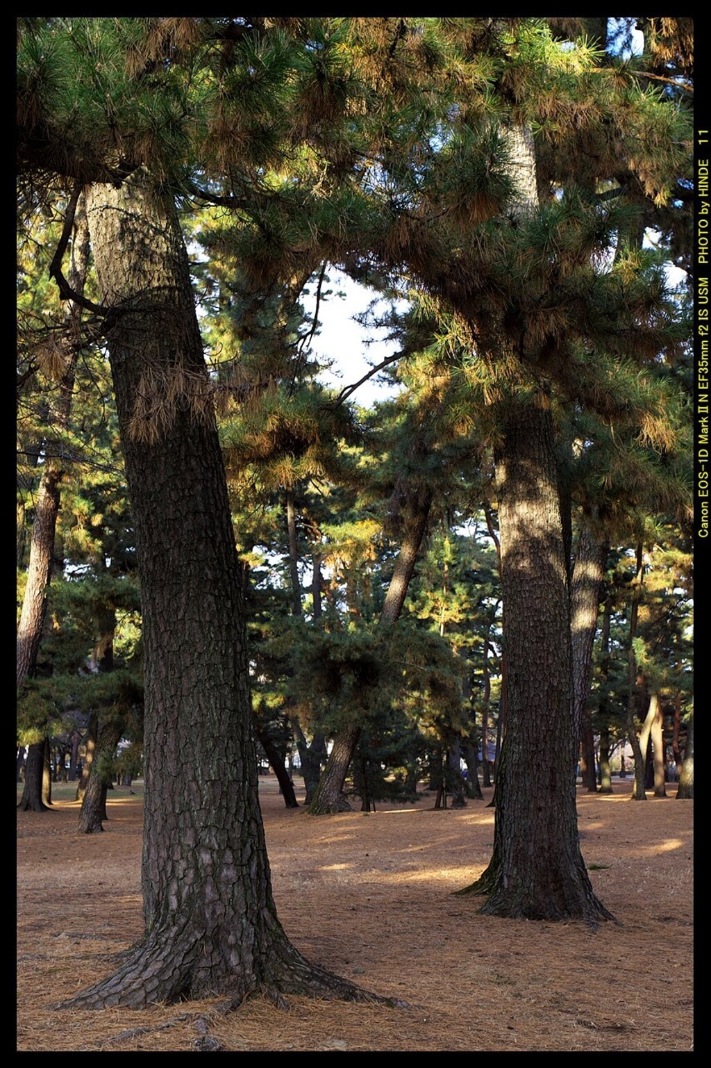 前橋の敷島公園松林にて④