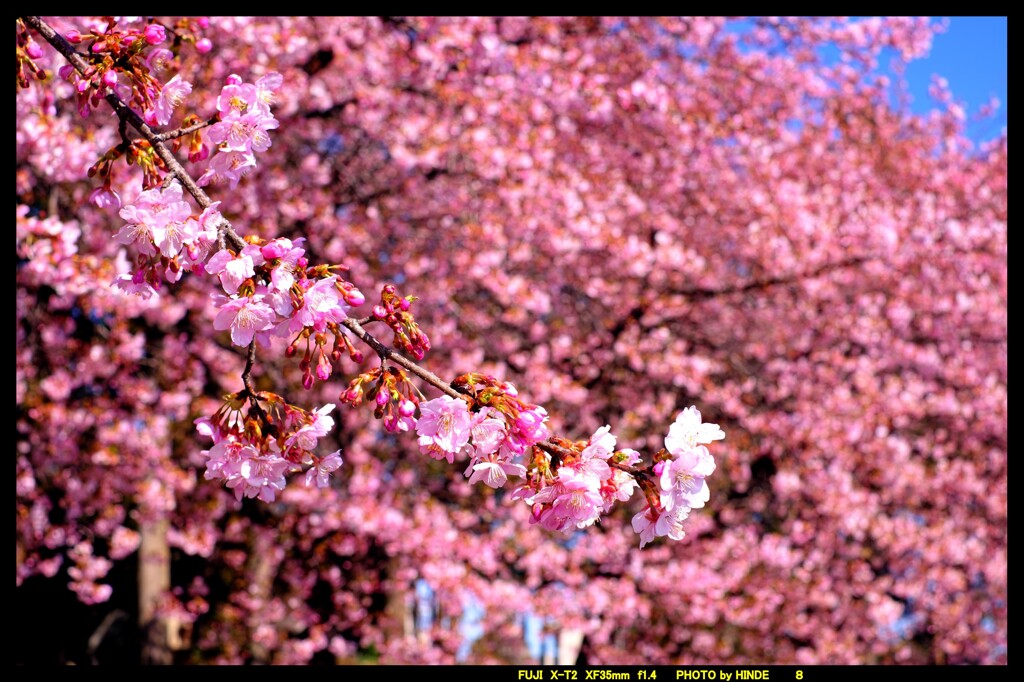 前橋の熊野神社境内の桜①