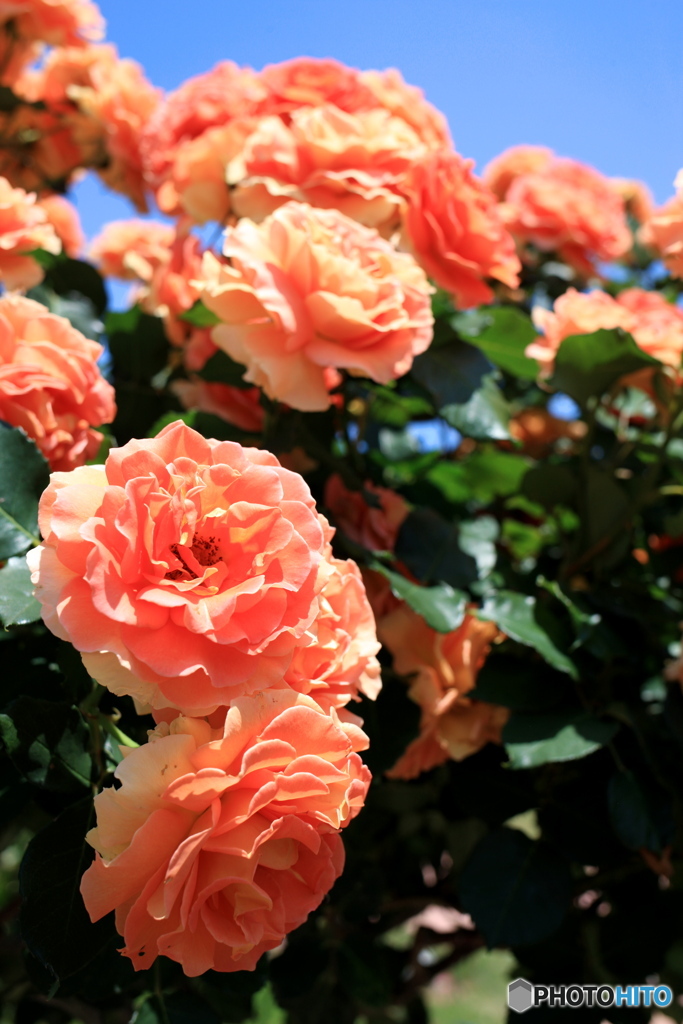 ５月の前橋敷島公園バラ園にて③